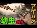 アゲハチョウの幼虫飼育。