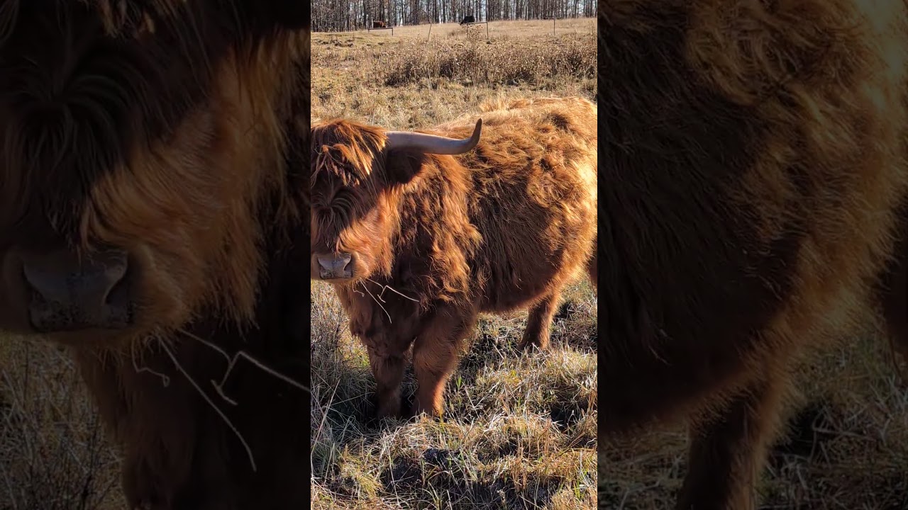 highland cow tending to the pasture