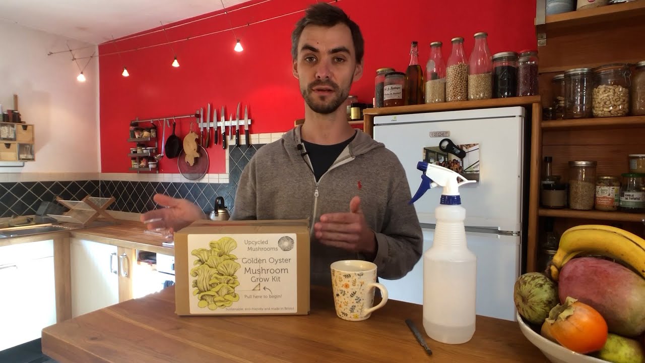 🍄 How to grow your own gourmet mushroom at home with an Upcycled Mushrooms grow kit 🍄