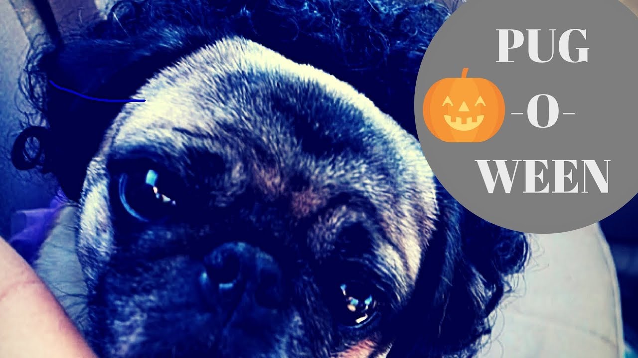 Pugoween 2017