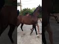 شخير الخيل اجمل صوت تصدرها الخيول العربية الاصيلة صهيل الخيل الحصان العربي  