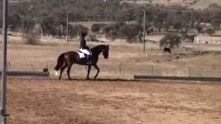 Emmaville Prince