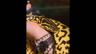 Why Snake Remove His Skin