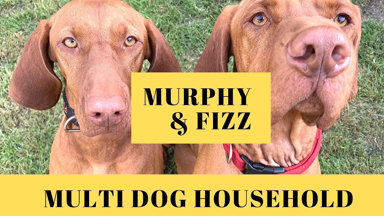 Training Two Hungarian Vizslas Multi Dog Household Training YouTube