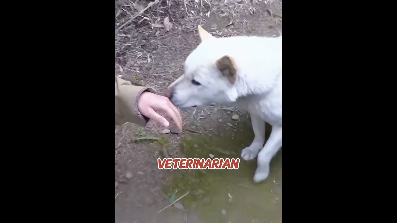 "Pregnant" Stray Dog Waited 3 Years in Ruin, But Vet Uncovers a Heartbreaking Secret! 🐶😭#shorts #usa