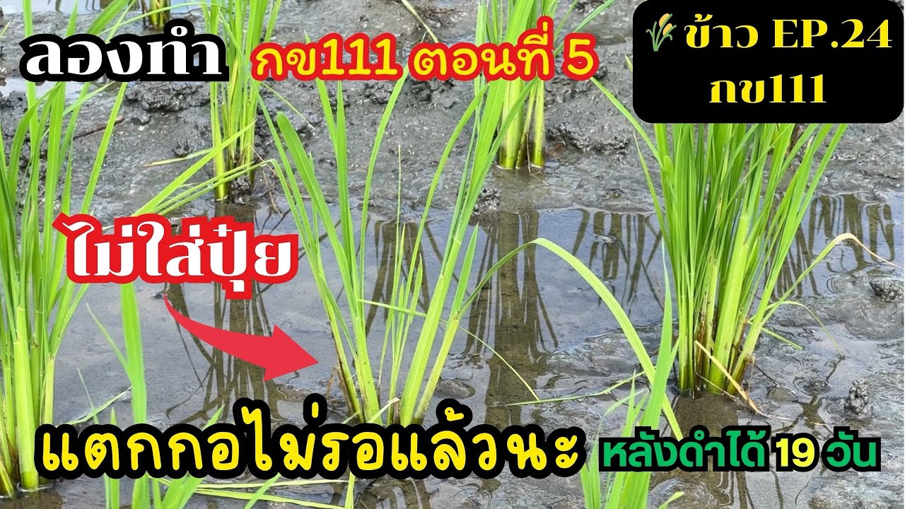 EP.24 || ลองทำกข111 ตอนที่5 : ข้าวกข111แตกกอเองโดยที่ไม่ใส่ปุ๋ย