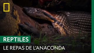 Un anaconda dévore un imposant repas