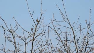 20180421 03 Solleveld Fitis zingt weer