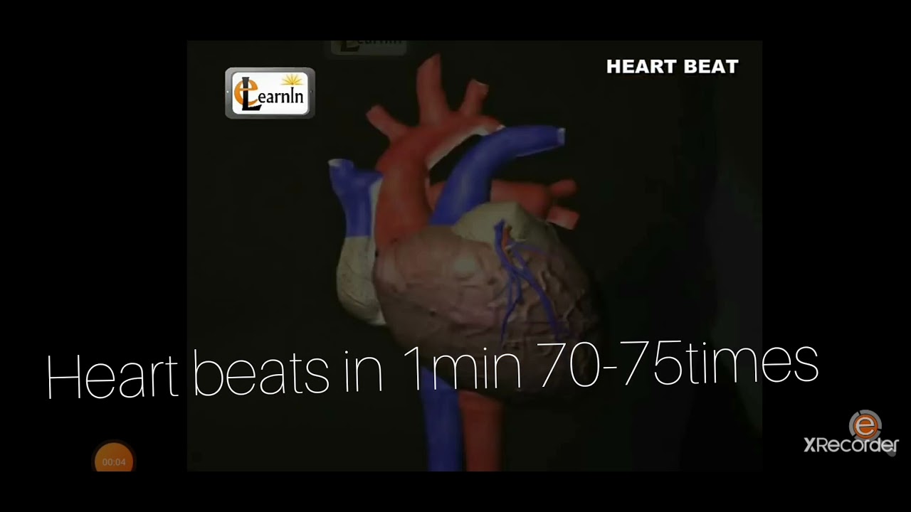 How Many Times Heart Beat In 1min Normally YouTube how-many-times-heart-beat-in-1min-normally-youtube