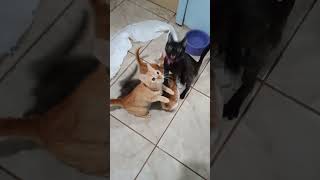 VA LA MINHA NOSSA SINHORA#cat #cats #catshorts #catvideos