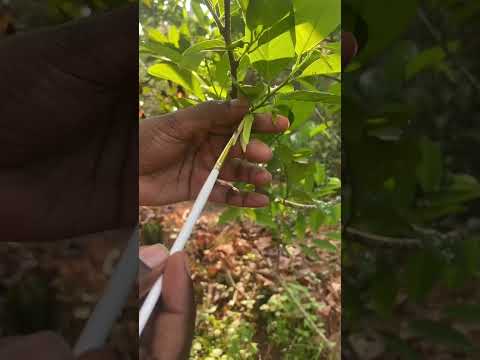 Video: Cherimoya taimede hooldamine: näpunäiteid vanillikaste õunapuu kasvatamiseks