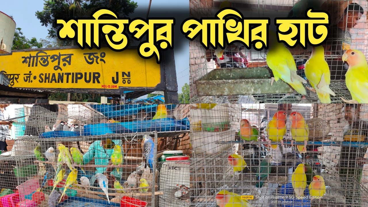শান্তিপুর পাখির হাট | Santipur Pakhir Hat 🐦