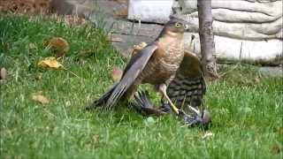 sparrowhawk graphically killing a starling. Close up footage.