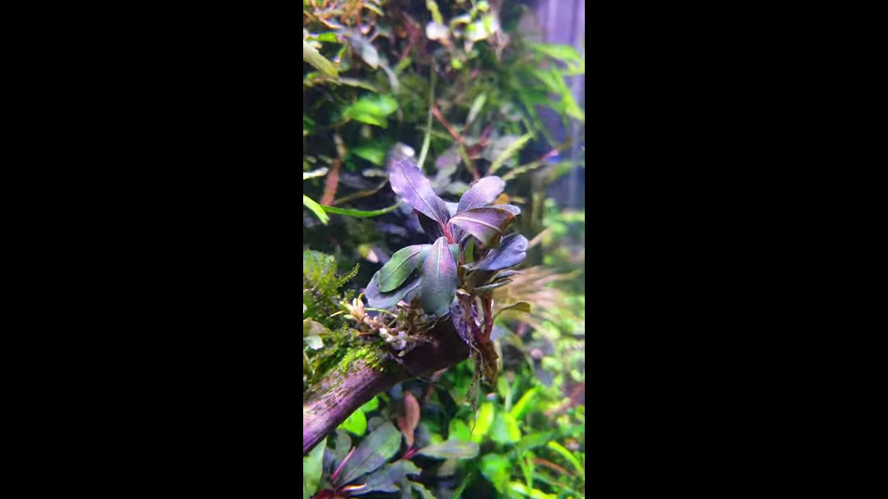 Bucephalandra Kedagang Purple - YouTube