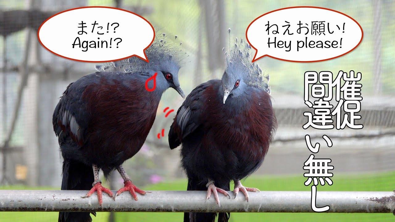 今にも会話が聞こえてきそうな鳥のカップルがこちらです…笑 【掛川花鳥