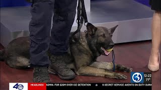 Amazing K9 Duos