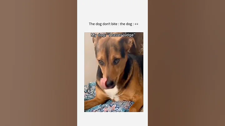 Video 7960071: funny cute animals compilation, funniest cats dogs, laugh funny compilation