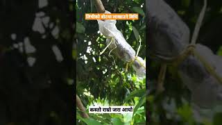 नेपालमा कलमी/लाखाउने विधिबाट लिचीको नयाँ बिरुवा तयार गर्ने विधि