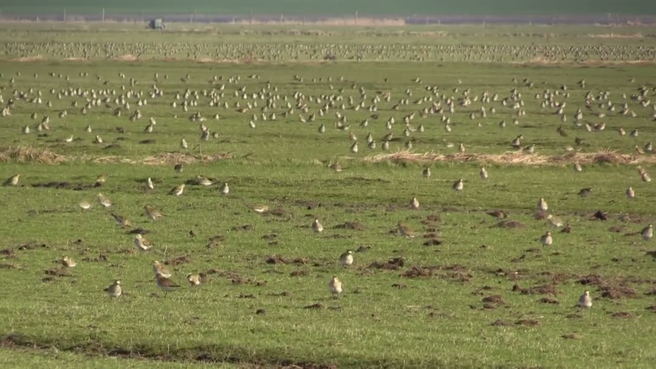 Pluvier doré (Pluvialis apricaria) European Golden Plover