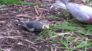 Australian Cockatoos At Kimani Aviaries
