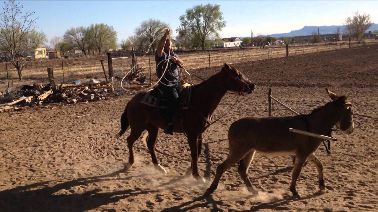 Roping Training Tornillo Tx YouTube