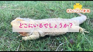 【どこにいるでしょうか？】フトアゴヒゲトカゲ☆おちょこさん Beardeddragon