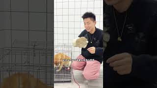 初生牛犊不怕虎 #柴犬 #壹陸训犬 #狗狗上学