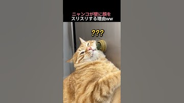 ニャンコが壁に顔をスリスリする理由ww
