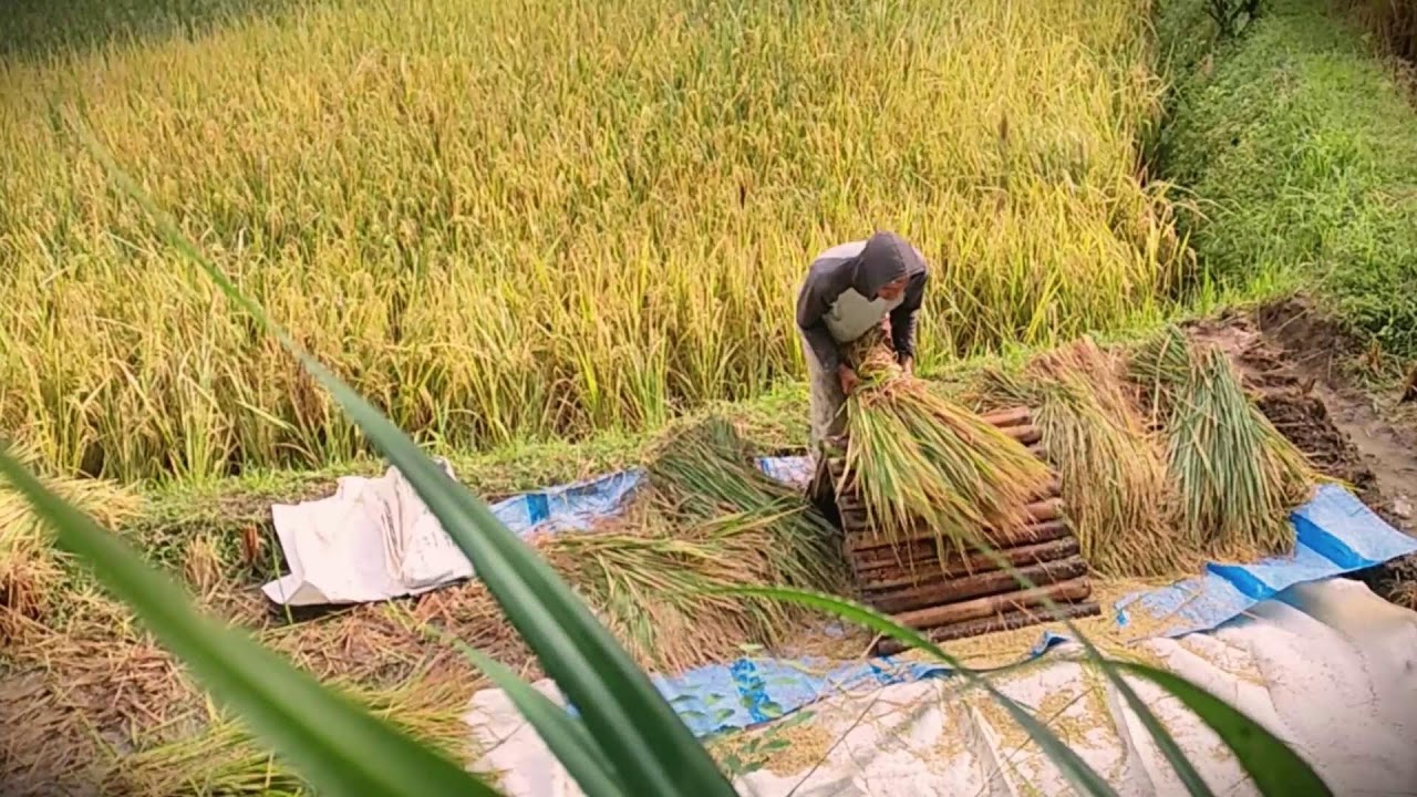 Bamboo Hack: A Traditional Way to Thresh Grain _FarmersLife _Shorts