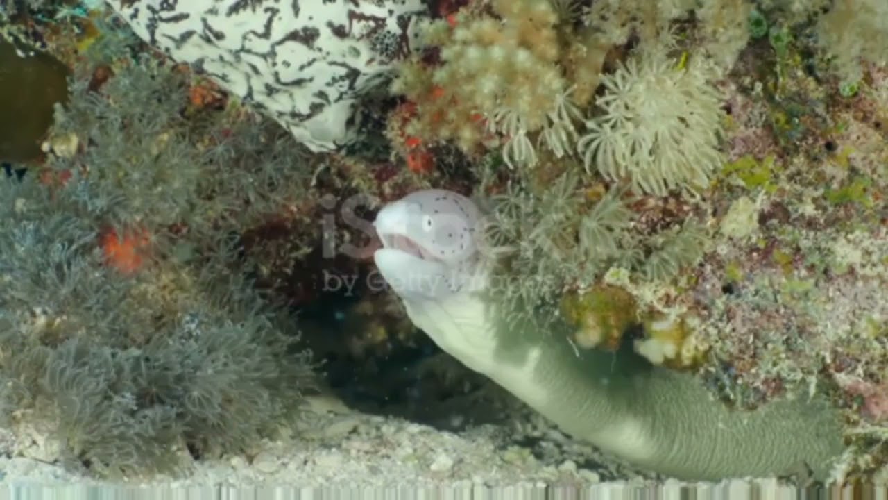 japanese fish and wildlife conservation ####-##