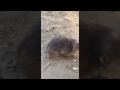 Teaching Wombat to Swim