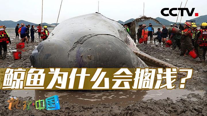 迷路？人為干擾？鯨魚究竟為什麼會擱淺？20230703 特殊的生境8·灘涂“鯨”險（下）|《地理·中國》CCTV科教 - 天天要聞