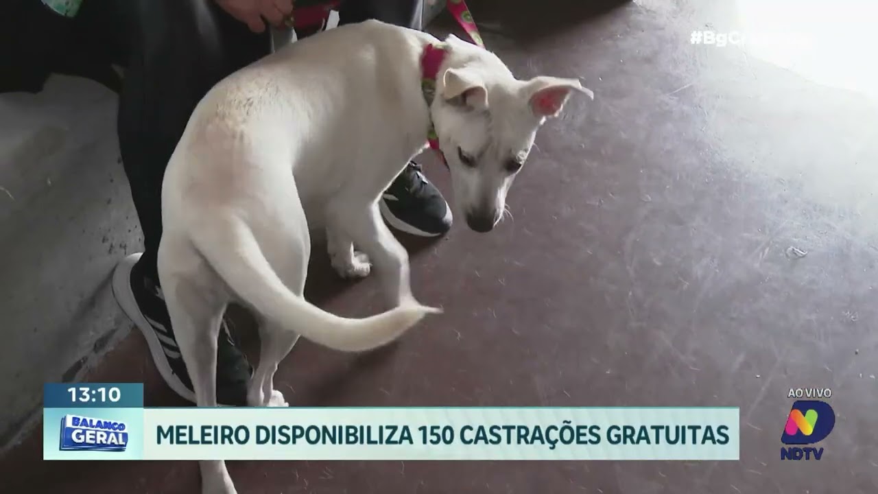 Programa de castração gratuita chega a Meleiro com 150 vagas