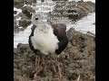 गजपाँव की 8 टाँगे 😊 | Black-winged Stilt Hiding Her Chicks Under Her Wings #birdbehaviour