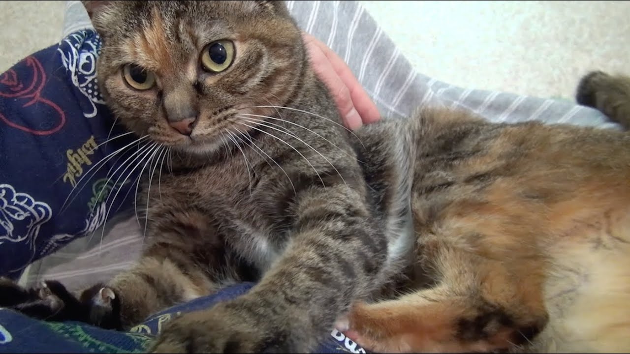 cat kneading bed お腹をモミモミする猫のルル Lulu the Cat Kneading on My Stomach
