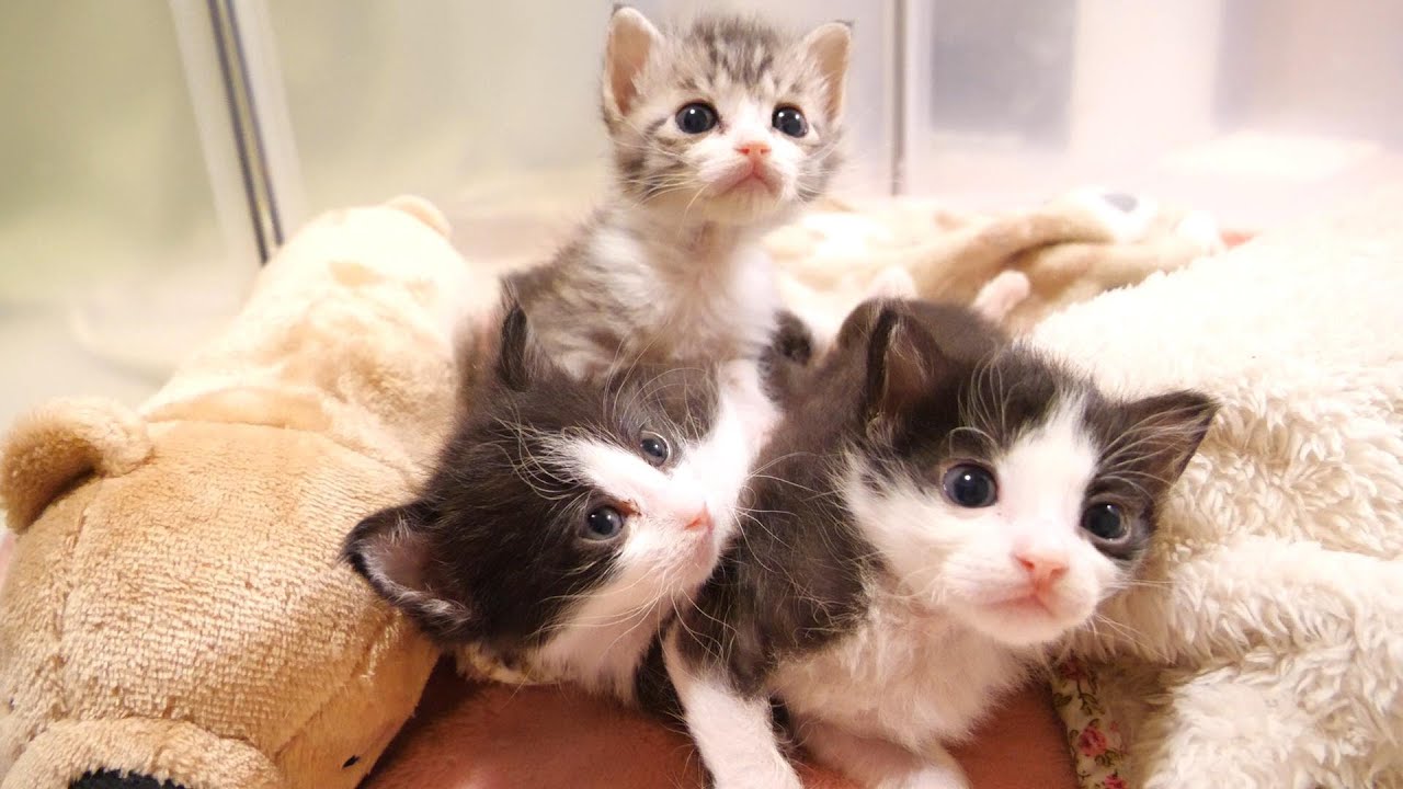ミルクの匂いで子猫たちが起きちゃった【赤ちゃん猫 保護猫】 - YouTube