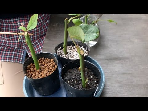 バラの挿し木に初挑戦 ３種類の土に挿してみた Youtube