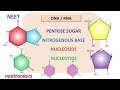 COMPONENT OF POLYNUCLEOTIDE || NUCLEOTIDES || NUCLEOSIDES || PENTOSE SUGAR || RIBOSE || DEOXYRIBOSE