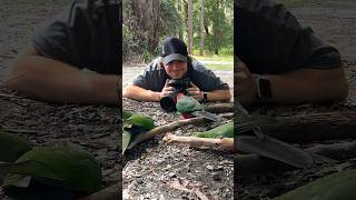 Special moments with King Parrots & Lorikeets 🦜 #shorts