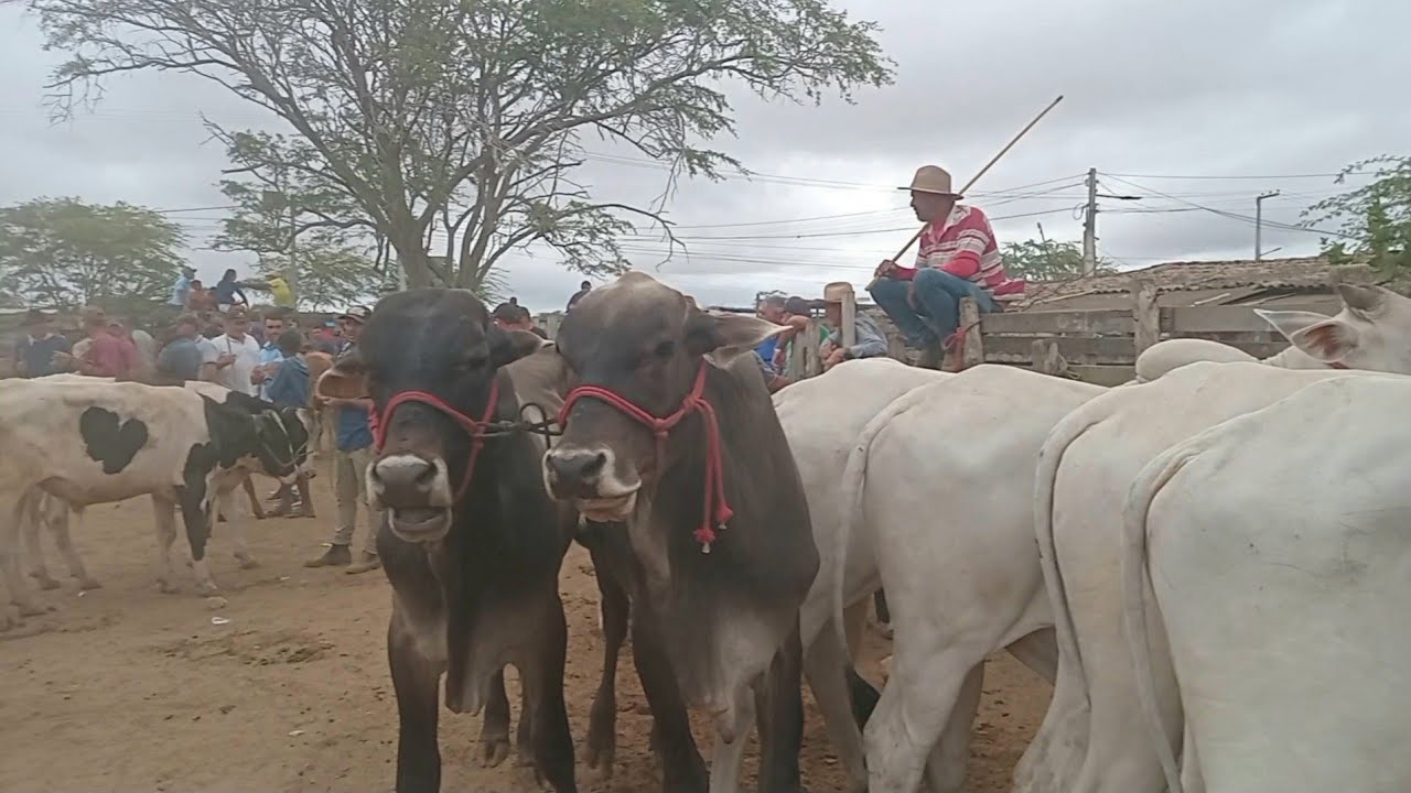 A FEIRA DO GADO MAIS MOVIMENTADA DO ANO EM CACHOEIRINHA_PE 15_01_2026