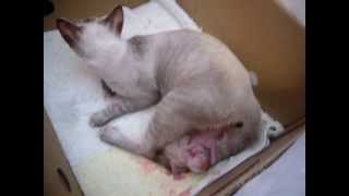 Other videos: https://www./watch?v=acpmwsju4ay
https://www./watch?v=hrdhmyhn-0m
https://www./edit?ns=1&video_id=fvpynnznmtm ...