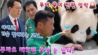 [눈물주의] "루이·후이마저 보낼 순 없다.." 다가오는 이별에 깊은 고뇌에 빠진 강바오X송바오X원장님 😭 아이바오의 슬픔을 막을 방법은?😢💦 #루이바오 #후이바오