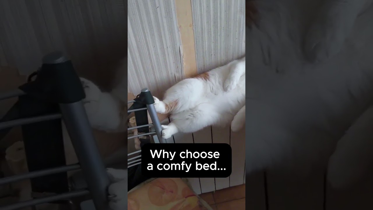 Cat Logic: If It Fits, I Sleep 🐱💤