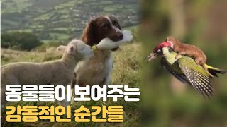 동물이 다른 동물 구하는 감동 영상 모음