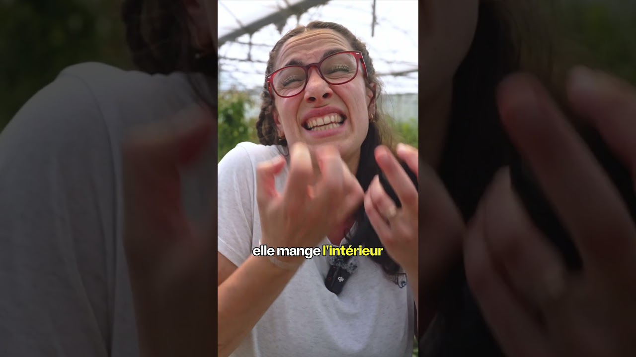 Des guêpes parasitoïdes ? 😱 