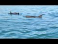 Dolphins (close up clip).  Bahia de Loreto, BCS Mexico.  March 2023