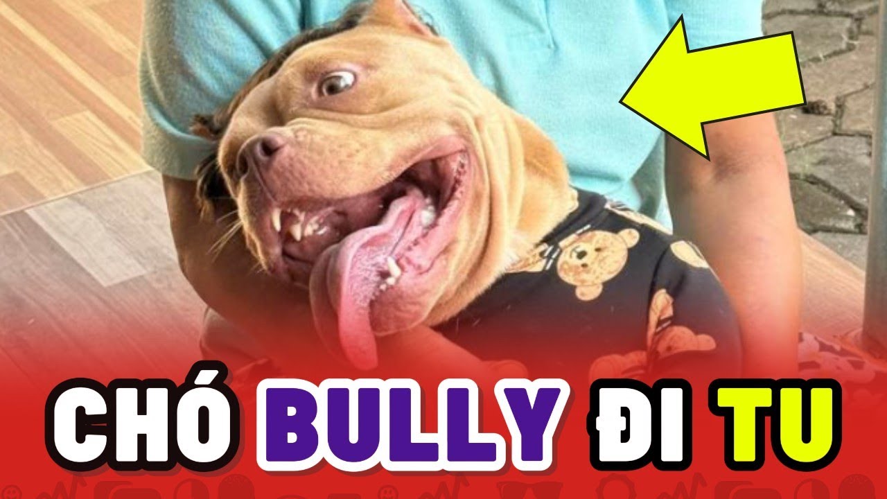 Bé chó Bully nổi tiếng vì Đi Tu từ nhỏ tại Chùa ở Thái Lan 😂 - YouTube