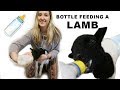 HOW TO BOTTLE FEED A LAMB (THE CORRECT WAY)