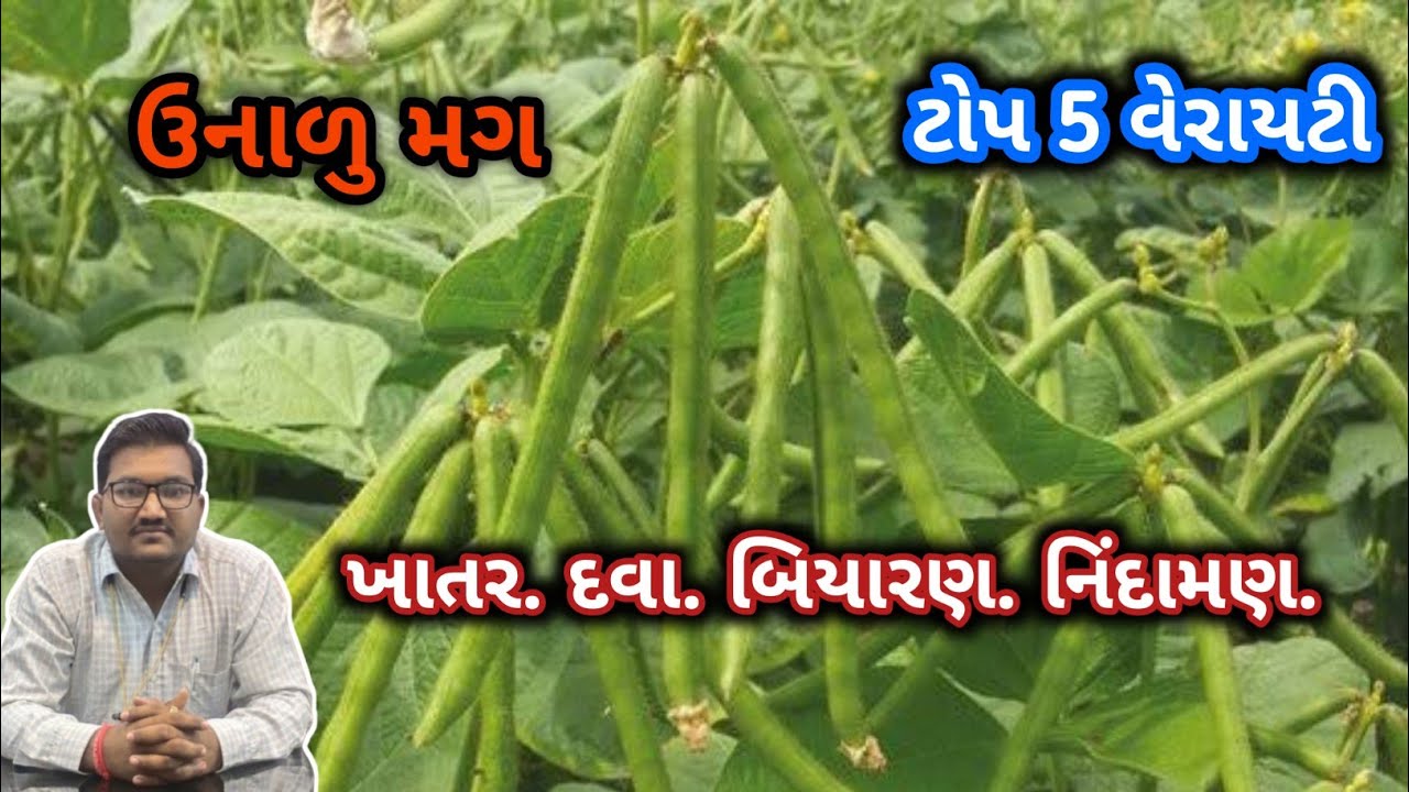 ઉનાળુ મગની ખેતી.ખાતર દવા બિયારણ. નિંદામણ નાશક દવા.#khetikasagar #viralvideo #farming #vlog #farmer