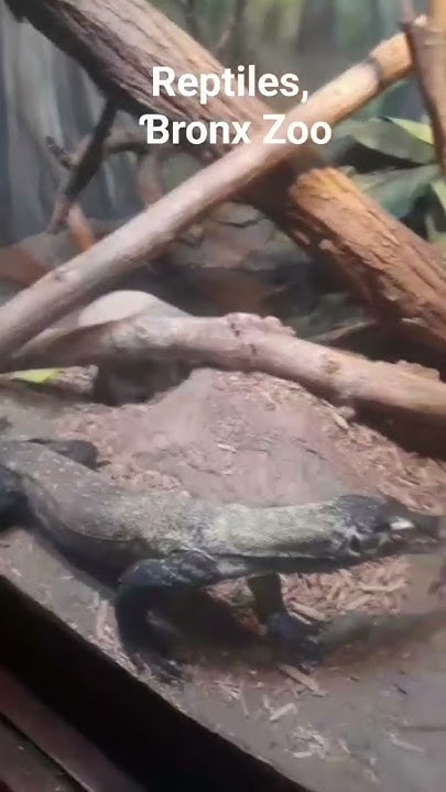 reptiles, Bronx Zoo #wildlife #safari #animals #nature #newyork #